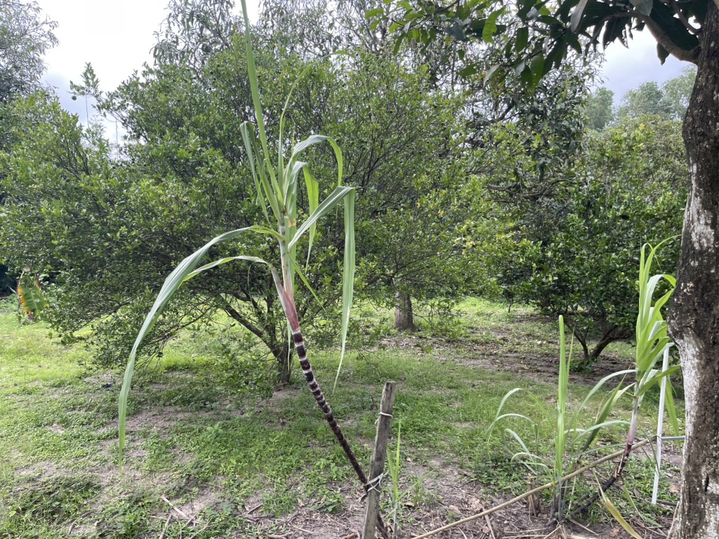 Củ Chi: Bán Gấp 7500m² Đất Thổ Cư MT Nguyễn Văn Khạ, Phước Vĩnh An, Giá Chỉ 33 Tỷ - Ảnh 1